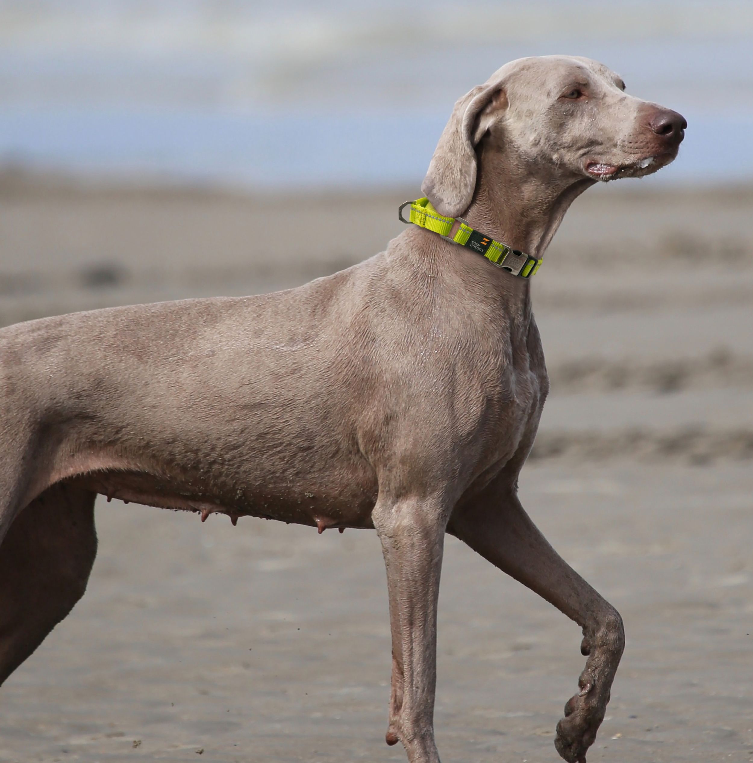 Correa y collar de entrenamiento para perros 2 en 1 reflectantes 3M 'Advent' Outdoor Series de Pet Life®