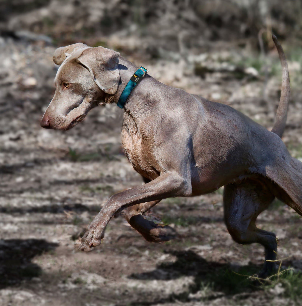 Correa y collar convertibles 2 en 1 para perros Pet Life ® 'Escapade' Outdoor Series