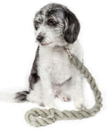 Correa tejida para perros Pet Life ® 'Tough-Tugger' de resistencia industrial con absorción de impactos