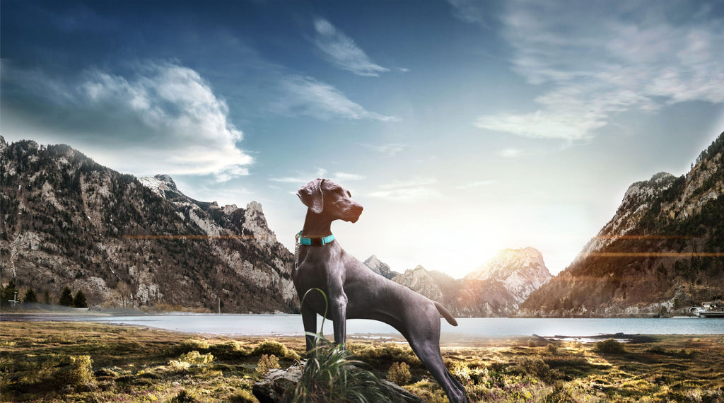 Collar de seguridad y entrenamiento tipo martingala Pet Life ® 'Tutor-Sheild' para perros